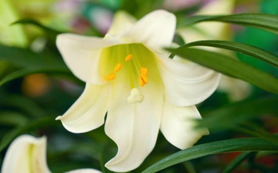 Easter lillies